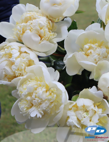 Peonies - Bridal Shower
