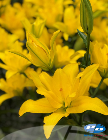Double / Pollen-less LxA Hybrid Lilies - Butterfly Winks (aka Birdie)