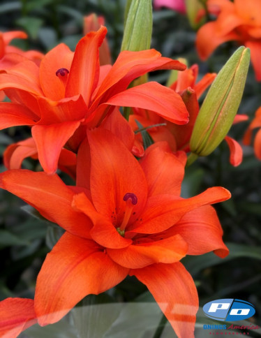 Double / Pollen-less LxA Hybrid Lilies - Butterfly Stella (aka Halftime)