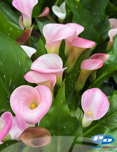 Calla / Zantedeschia - Candy Art