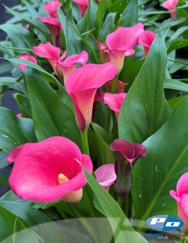 Calla / Zantedeschia - Captain Hollywood