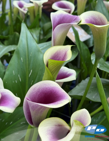 Calla / Zantedeschia - Captain Ranomi
