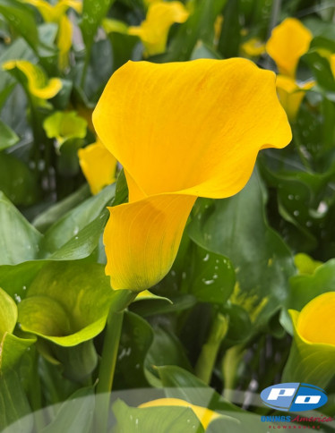 Calla / Zantedeschia - Captain Solo
