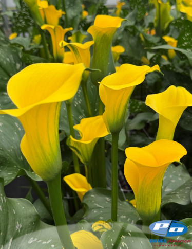 Calla / Zantedeschia - Sunny Art