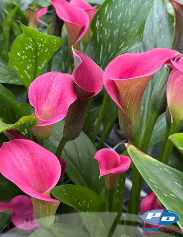 Calla / Zantedeschia - Happy Art