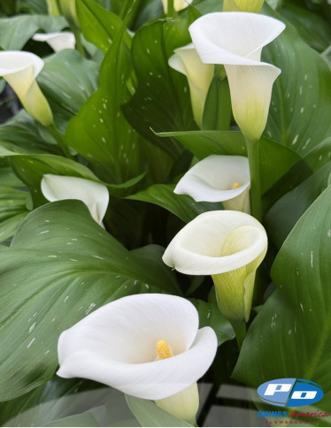 Calla / Zantedeschia - Ivory Art