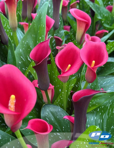 Calla / Zantedeschia - Kloon 5042