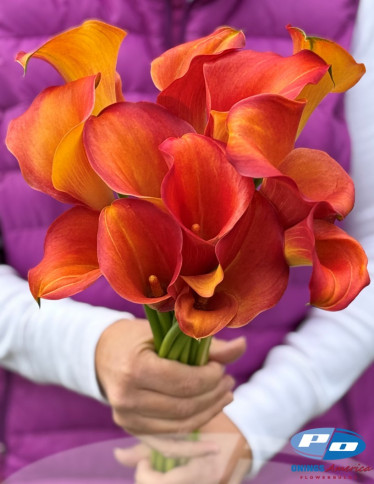 Calla / Zantedeschia - Captain Odeon