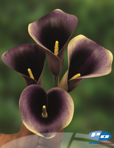 Calla / Zantedeschia - Captain Ranomi