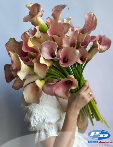 Calla / Zantedeschia - Captain Rosetta