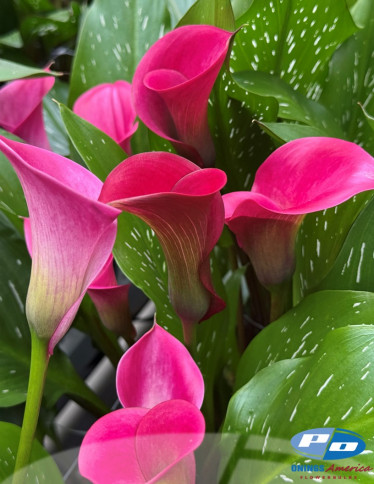 Calla / Zantedeschia - Tokyo