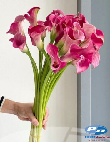 Calla / Zantedeschia - Candy Art