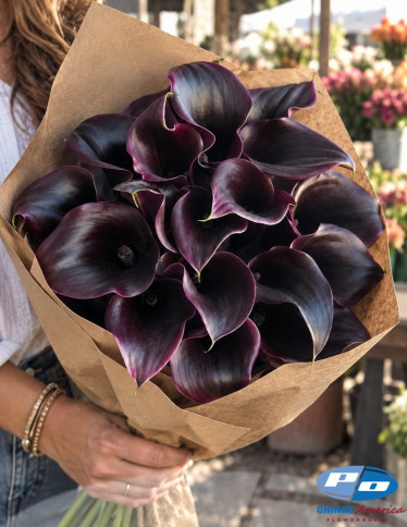 Calla / Zantedeschia - Cantor