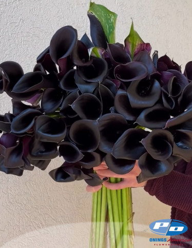 Calla / Zantedeschia - Cantor