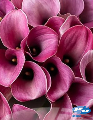 Calla / Zantedeschia - Captain Romance