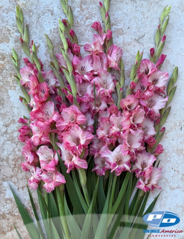 Gladiolus - Cherry Candy