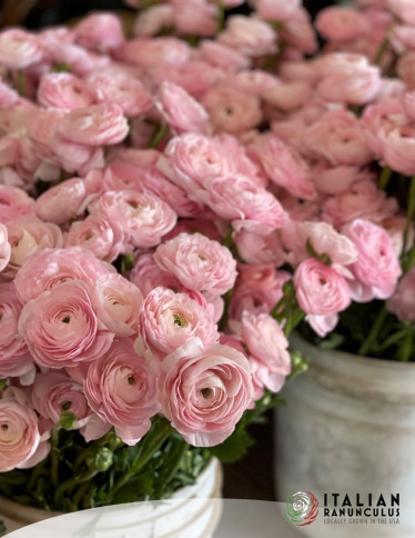 Cloni™ Ranunculus - Cloni Success Confetto