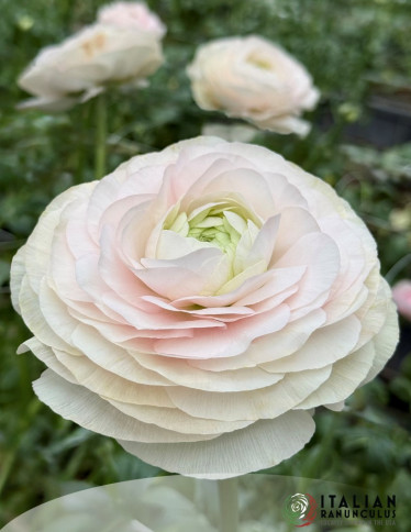 Cloni™ Ranunculus - Cloni Success Madame (423 PIN)