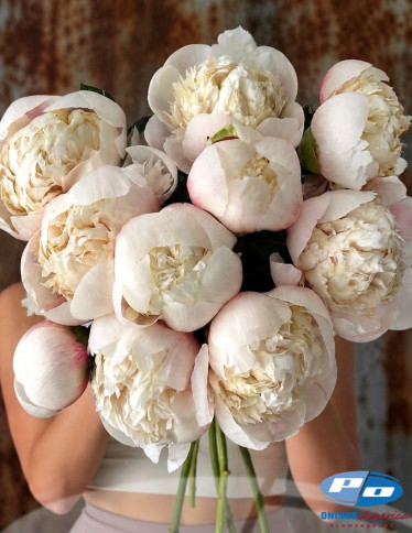 Peonies - Colonel Owen Cousins