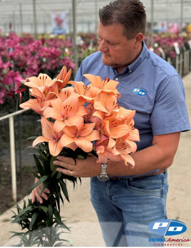 LxA Hybrid Lilies - Coral Sunset