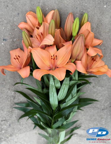 LxA Hybrid Lilies - Coral Sunset