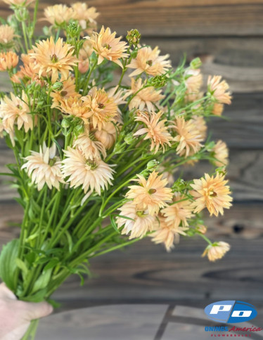 Natura Moderna® Ranunculus - Natura Moderna Cosmo (807MDN)