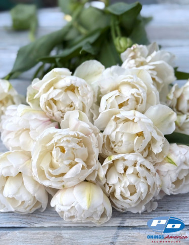 Tulips - Cotton Candy