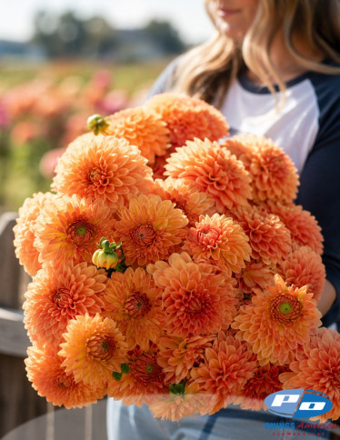 Dahlia - Amber Crystal