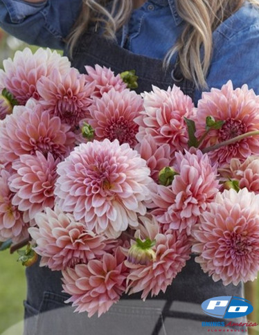 Dahlia - Beauty Queen