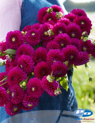 Dahlia - Cryfield Harmony