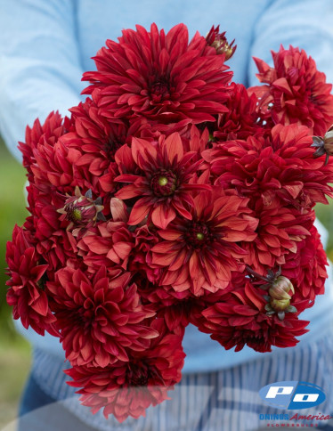 Dahlia - Danique 