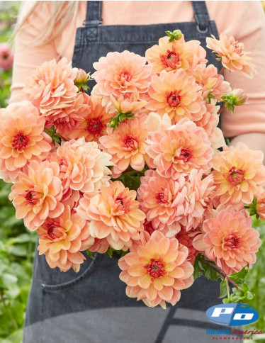 Dahlia - Elegant Lady