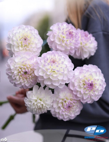 Dahlia - Eveline
