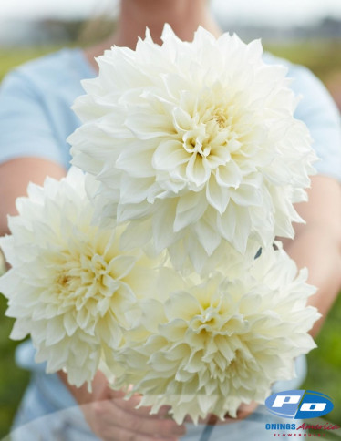 Dahlia - Fleurel