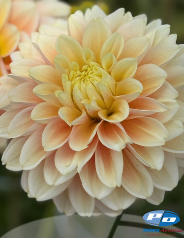 Dahlia - Giovanna 