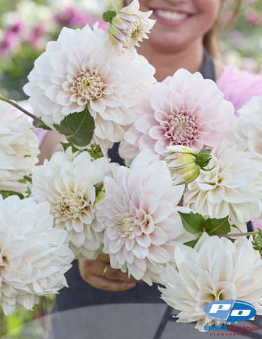 Dahlia - Glossy Carlita