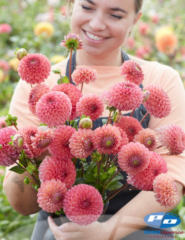 Dahlia - Hapet Coppery