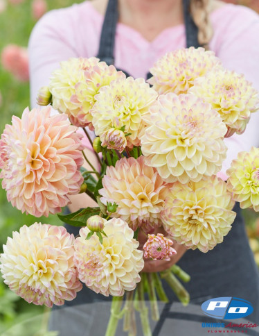 Dahlia - Hapet Pastel