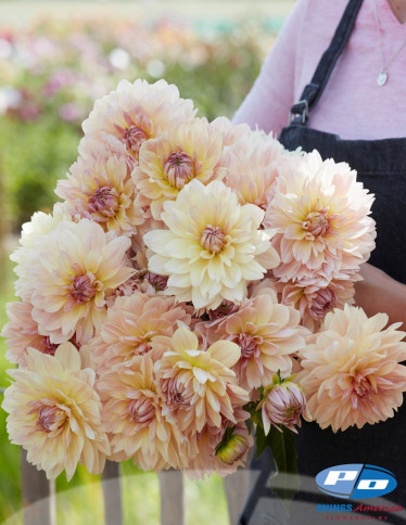 Dahlia - Joel's Favorite