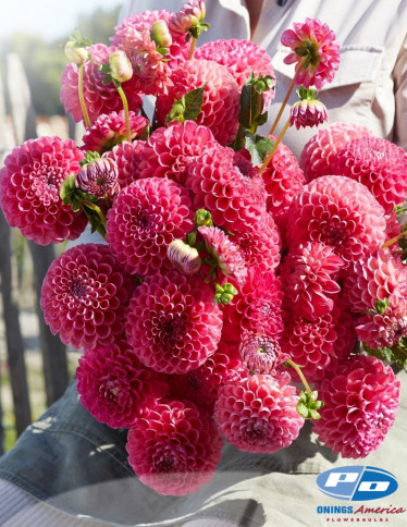 Dahlia - Jowey Frambo
