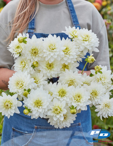 Dahlia - Karma Maarten Zwaan