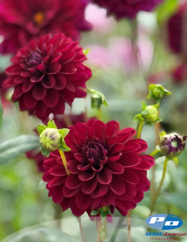 Dahlia - Karma Naomi