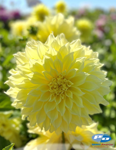 Dahlia - Kelvin Floodlight