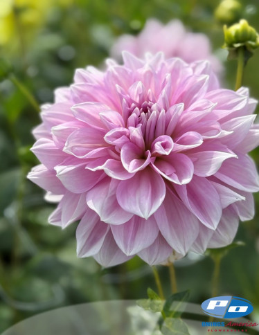 Dahlia - Lavender Perfection