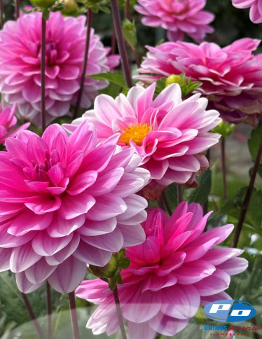 Dahlia - Onesta