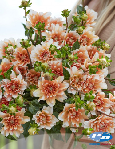 Dahlia - Orange Perception
