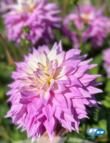Dahlia - Sir Alfred Ramsey