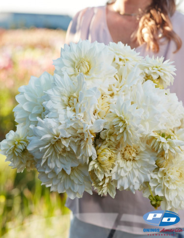 Dahlia - White Perfection