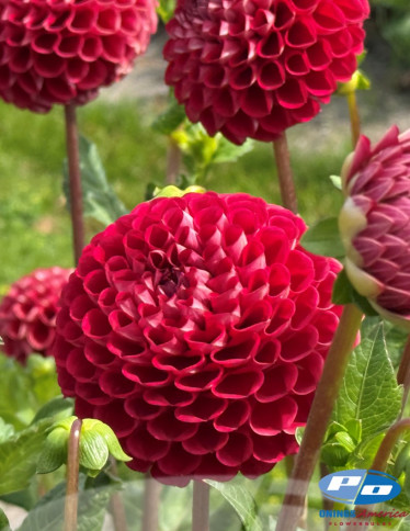 Dahlia - Cornel