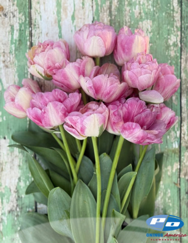 Tulips - Double Blizz